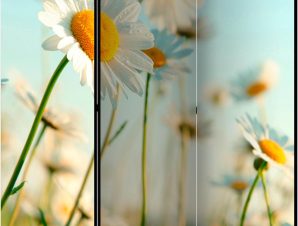 Διαχωριστικό με 3 τμήματα – Daisies – spring meadow II [Room Dividers]